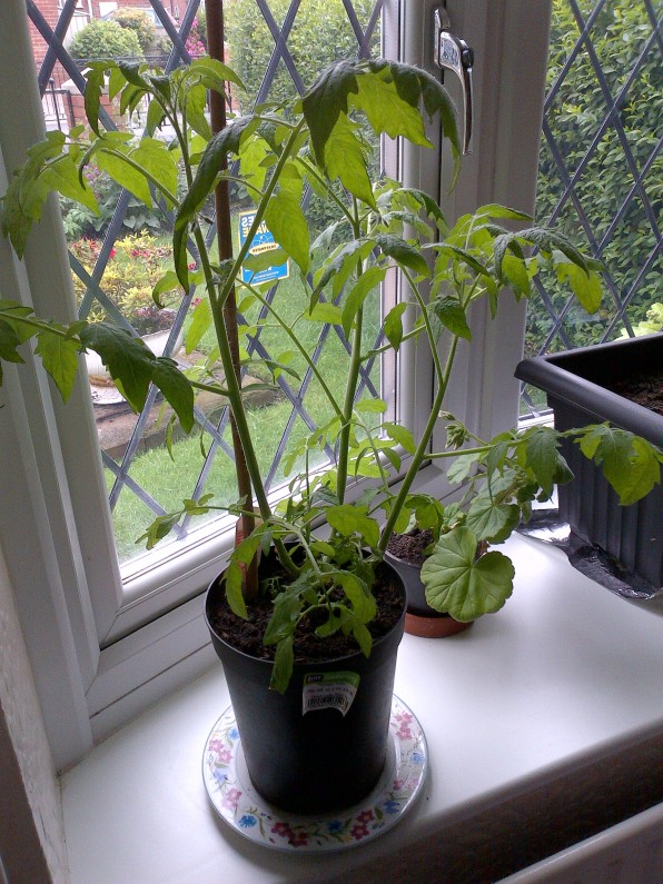 Tomato plant growing on my bay windowsill